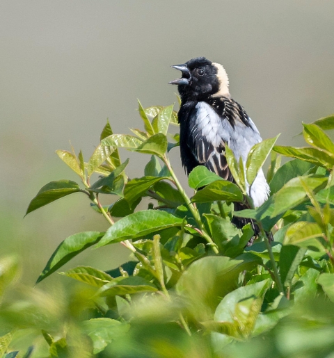 A bobolink bird sits in a shrub, its beak is open as it sings. 