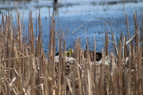 Canada Geese Goslings