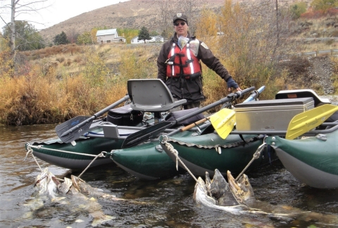 Man standing in a small vessel on a river with numerous fish carcasses secured to the vessel.