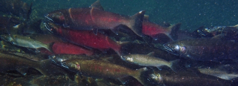 Underwater photo of coho salmon swimming in the Big Quilcene River in Washington State