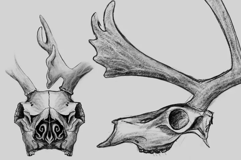 Illustration of caribou skill with side view and front view.