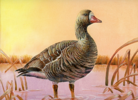 Acrylic rendering of a greater white-fronted goose standing in shallow water among winter-browned cattails