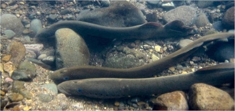 Three Pacific lamprey along rocks and gravel underwater