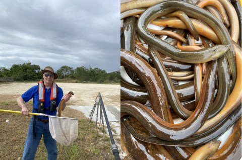 Non-native Swamp eels (Monopterus albus) collected during the Fall 2022 Fish Slam, Miami Florida