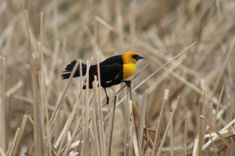 Yellow-headed blackbird