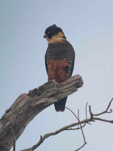 a small, coloful falcon perched on a dead branch