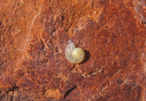 A tiny, translucent snail against red rock backdrop.