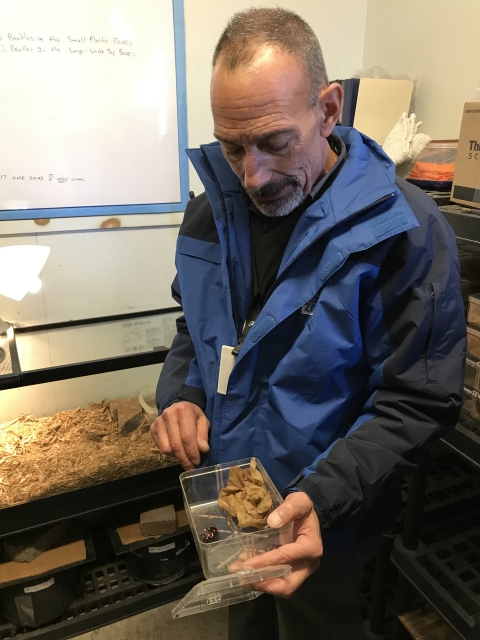 Man in a blue coat holds a plastic container with a black and red beetle inside