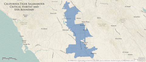 a map showing the critical habitat of the sonoma distinct population segment of california tiger salamander on the Santa Rosa Plain. The range roughly extends north to East Shiloh Road in Shiloh, south to pepper road in Liberty, east to Petaluma Hill Road and Highway 101 outside of Santa Rosa, and west to Laguna de Santa Rosa. 