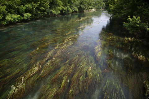 Views of the Texas wild rice beds in the San Marcos River. 