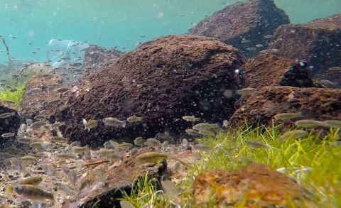 An underwater photo of a school of Owens pupfish.