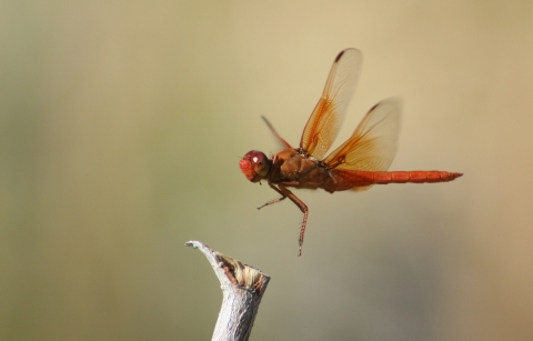 Close-up of a red dragonfly hovering over a branch.