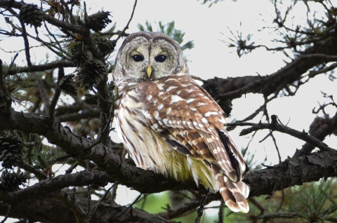 barred owl perched in a pine tree