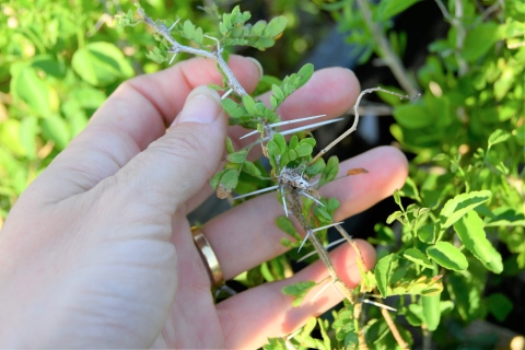 A close up of the thorns on a blackrush seedling