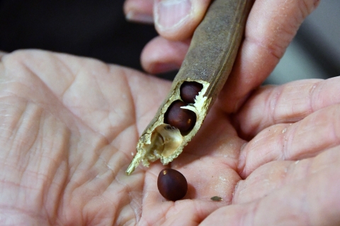 Texas ebony seeds collected from the wild and stored at the Service’s Marinoff Nursery at Santa Ana National Wildlife Refuge for thornscrub restoration in the Lower Rio Grande Valley