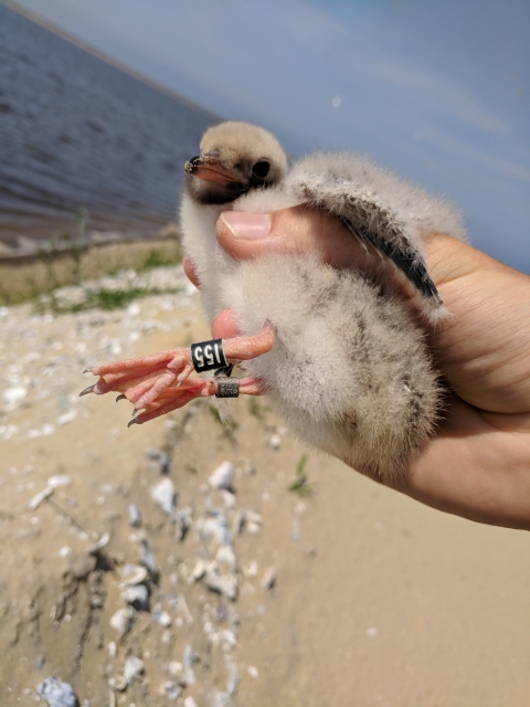 a banded common tern chick being held 