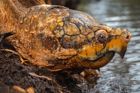 A close-up portrait of a Suwannee alligator snapping turtle shows details of its eye and beak.