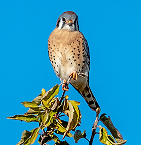 Bird perched on top of a fruit tree