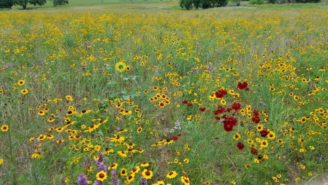 Blackland Prairie Texas Restoration