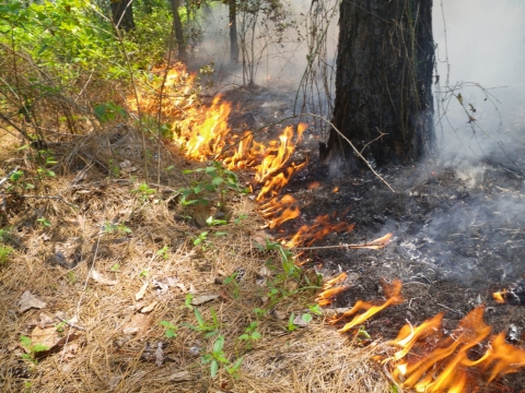 Prescribed Fire in East Texas