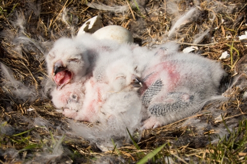 Three fluffy young birds sitting in a nest surrounded by egg shells and feathers