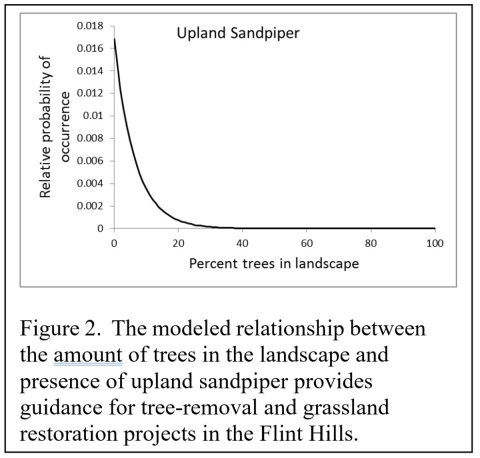 Sandpiper