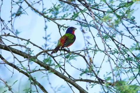 painted bunting