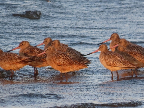 Cinnamon-brown, long-billed shorebird standing in shallow blue water