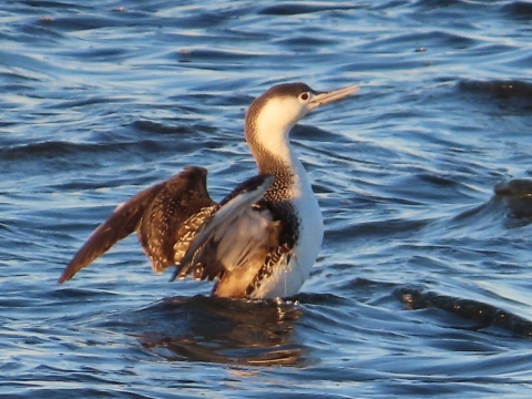 Brown, black & white loon stands in water flapping its wings