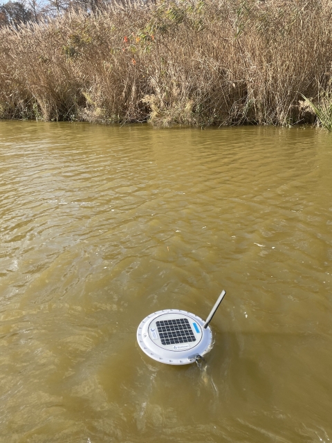 White floating water quality sensor on brown water Lake Mattamuskeet