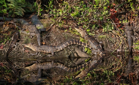 A congregation of juvenile alligators