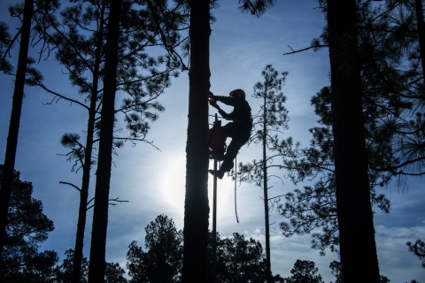 A lumberjack creates a tree cavity for Red-cockaded woodpeckers.