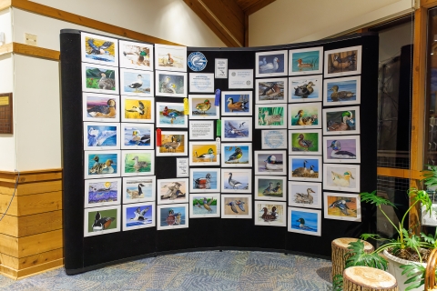 2022-2023 National Junior Duck Stamp Display