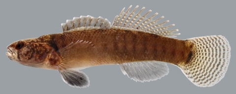 a close up photo of the relict darter