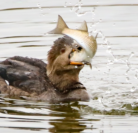 A female brown and black Hooded Mergansers) floating on the surface of water has a mouthful of a brown and white striped mullet.