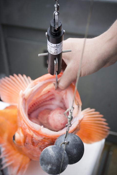 a yellow fish with an apparatus on its lip 