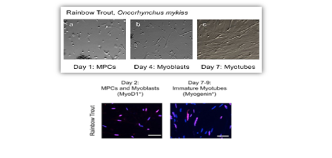 RBT MPC Myoblasts and Myotubes