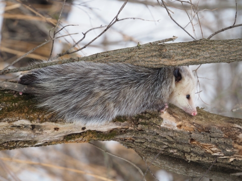 Virginia opossum resting between a tree trunk and a vertical tree branch