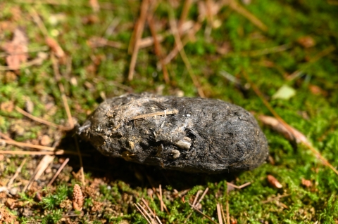 A furry oblong object sitting on a bed of moss