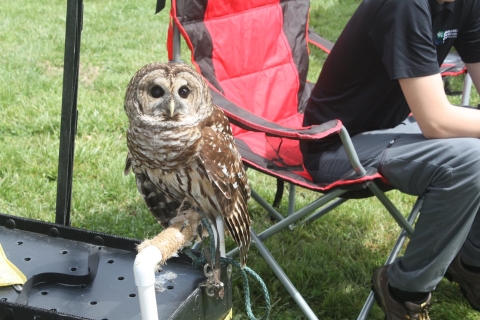 Barred owl 