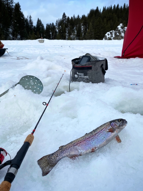 A fish lays on the snowy top of a frozen lake with a fishing rod and other outdoor gear and tall trees in the distance.