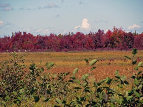 Green shrubs in the foreground are backed by golden wetland plants in the middle distance and red-leaved trees in the back, all under a partly cloudy sky