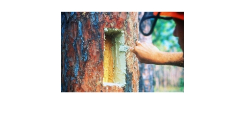 Red-cockaded woodpecker cavity insert at Francis Marion National Forest.