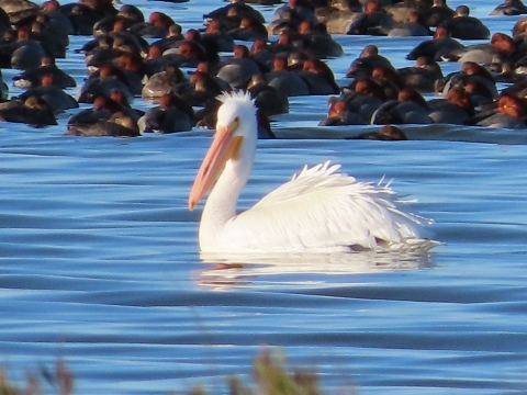 Large white pelican floats on blue water in front of a raft of redhead ducks