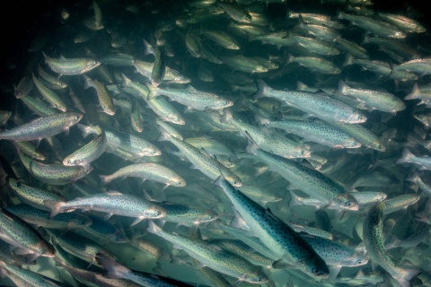 Atlantic salmon swimming in circular tank.