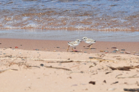 2 plover chicks on beach on wet sand in front of wave