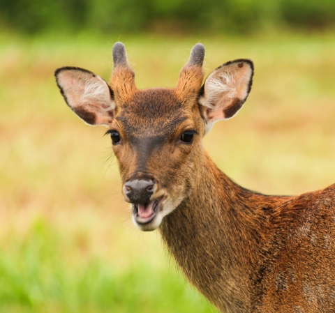 Head and upper shoulder photo of a sika deer with 3 to 4 inches of newly budding antler growth, looking toward camera with mouth open, probably chewing food.