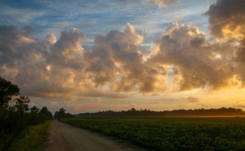 Fluffy white/yellow cumulus clouds float above the sunrise tree line