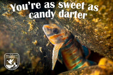 A picture of a small, colorful fish with text reading You're as sweet as candy darter