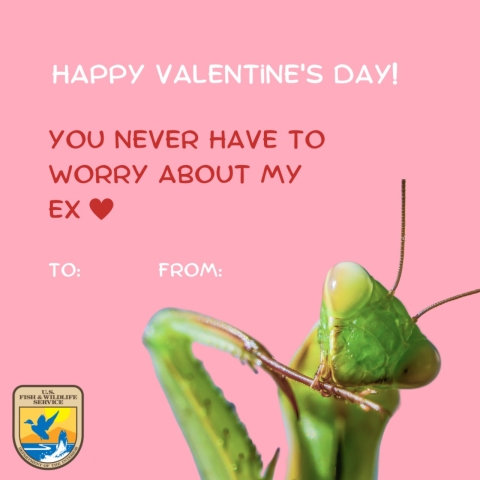 Photo text reads: “Happy Valentine’s Day! You never have to worry about my ex (heart emoji)”. A praying mantis is featured in the lower righthand side of the image. It is a close-up shot, and the insect looks slightly playful.